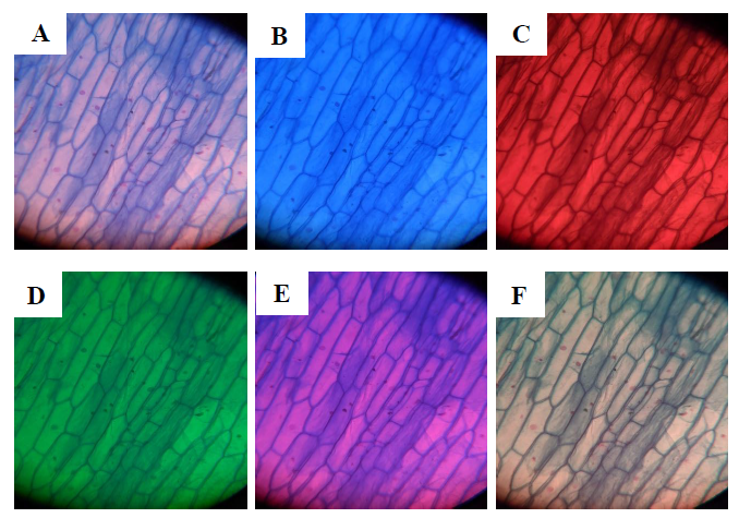 Conversion of Compound Microscope into Fluorescence Microscope for Bioimaging